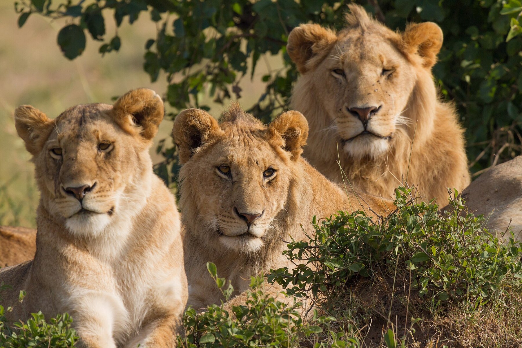 Lion family, Masai Mara