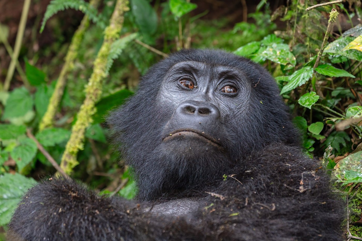 Bwindi Gorilla Trekking