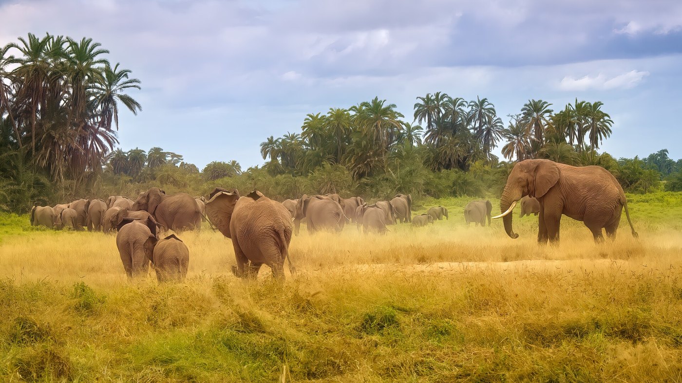 Amboseli & Kilimanjaro Views