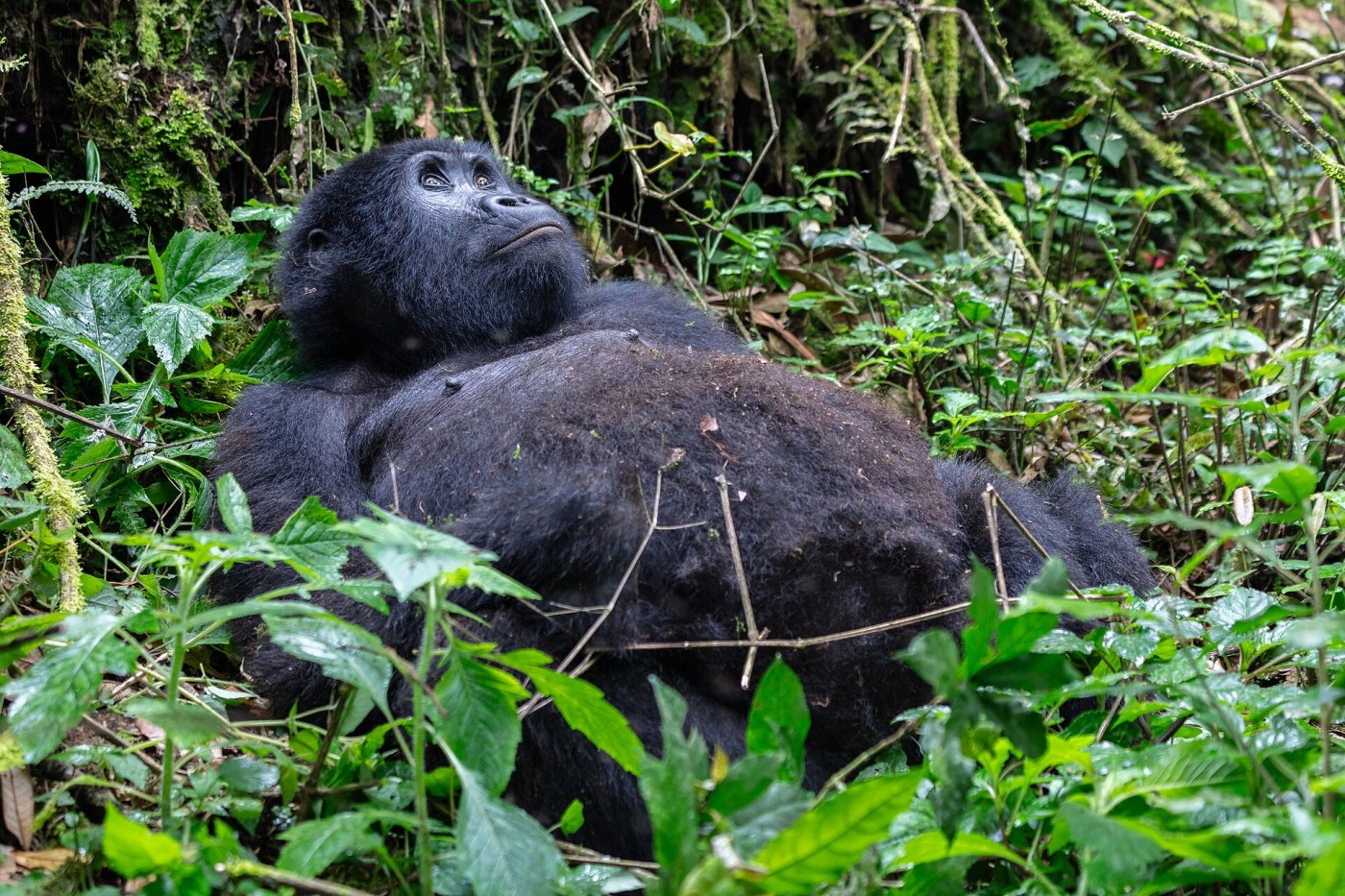 Bwindi Gorilla Trekking