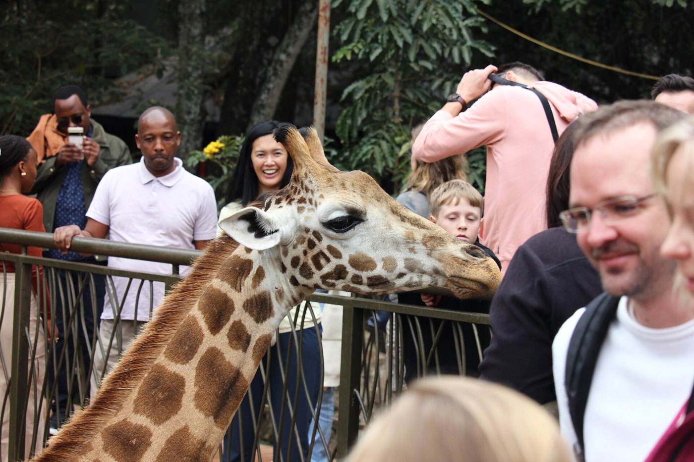 Sheldrick, Giraffe Centre & Karen Blixen Day Tour