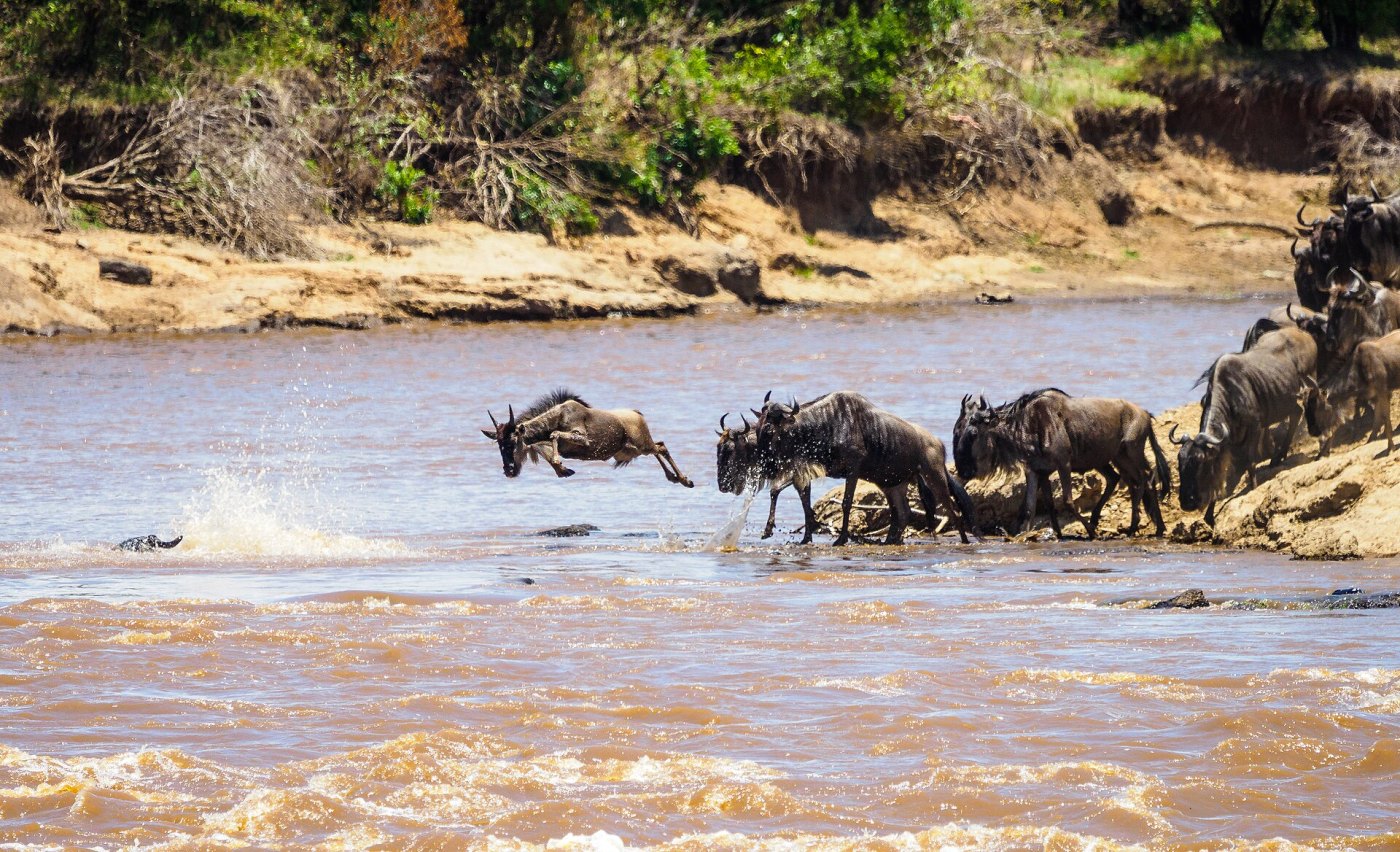 Wildebeest Migration Safari